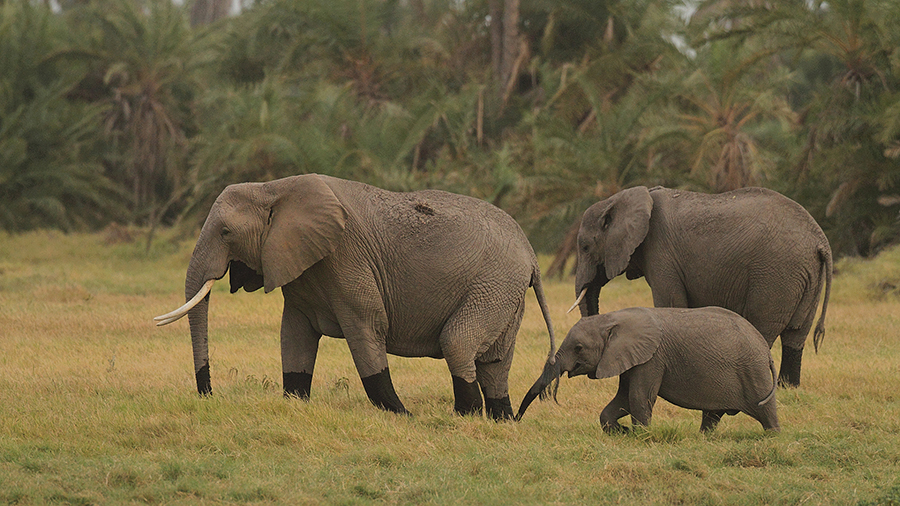 N&aacute;rodn&iacute; park  Amboseli - Amboseli National Park Kenya
