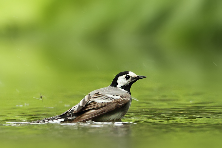 Konipas b&iacute;l&yacute; (Motacilla alba)