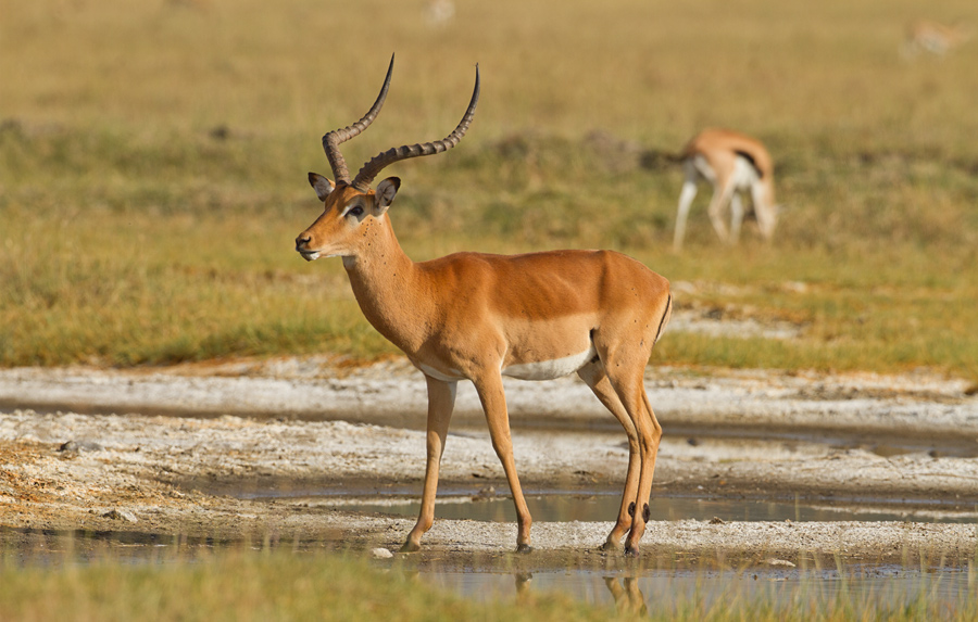 Lake  Nakuru