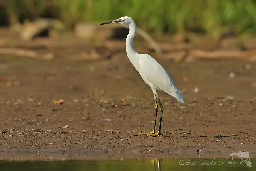 Volavka stříbřitá (Egretta garzetta)