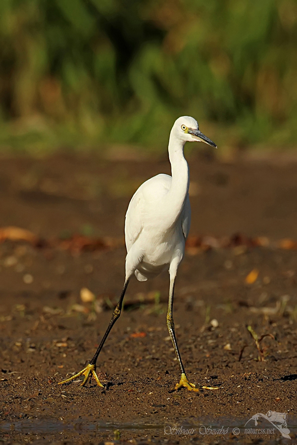 Volavka stříbřitá (Egretta garzetta)