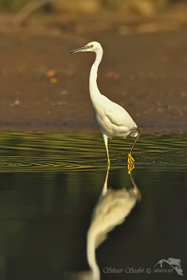 Volavka stříbřitá (Egretta garzetta)